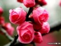 國(guó)花評(píng)選：梅花派、牡丹派針鋒相對(duì)(圖)