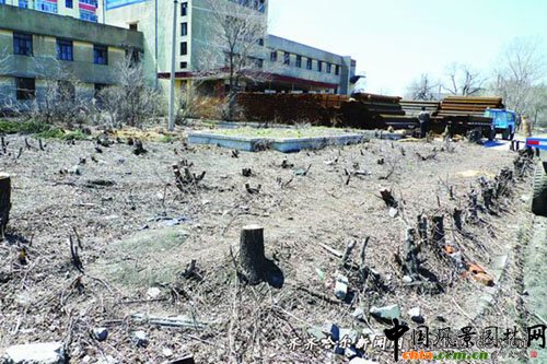 黑龍江：齊齊哈爾市郊?xì)?shù)百株釀今春第一案