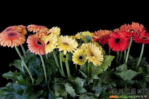 ޾աLGerbera jamesonii Landscape