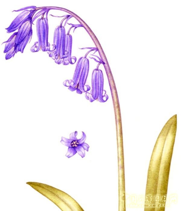 讓我碰見一個(gè)藍(lán)鈴花般的姑娘？——小記英國(guó)鄉(xiāng)土野花寶貝