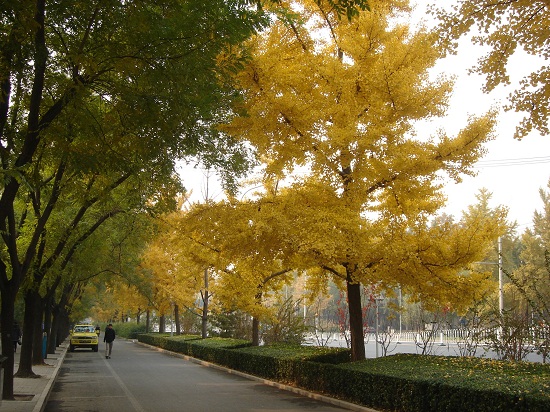 北京市重點城市道路規(guī)劃設(shè)計