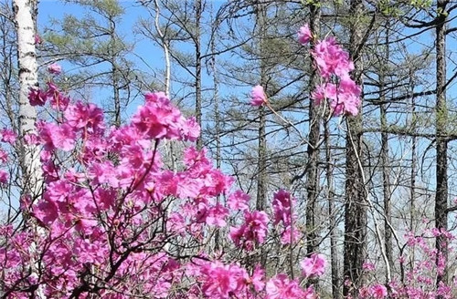 阿里河國(guó)家森林公園已成杜鵑花海